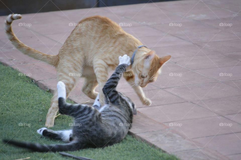 pelea de gatos