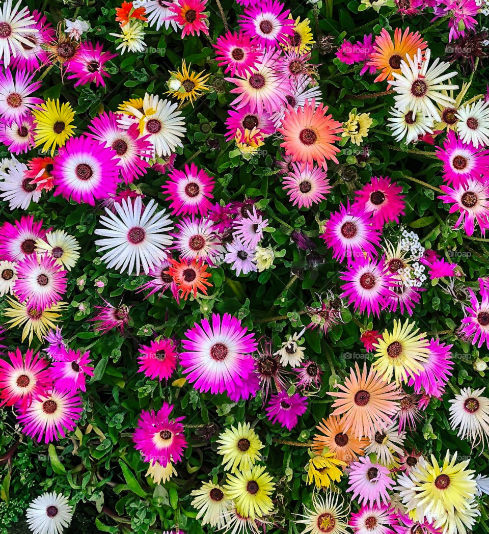 A cluster of assorted coloured Livingstone Daisies and green foliage 