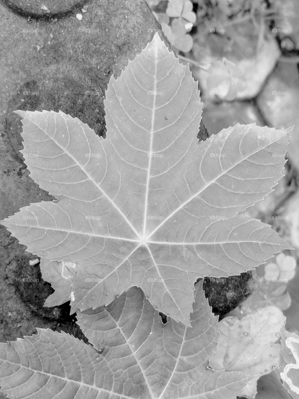 leaf