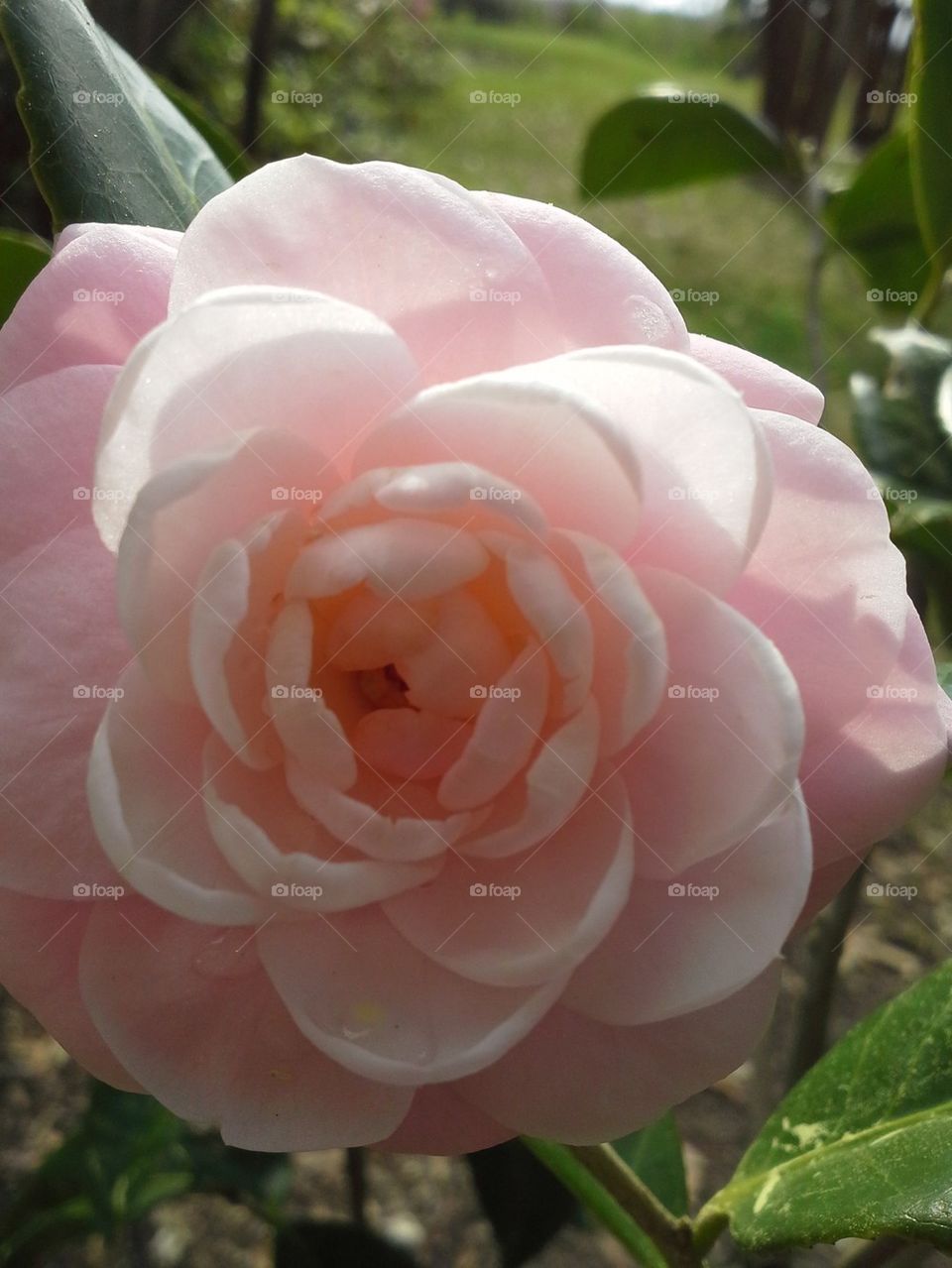 camellia 2