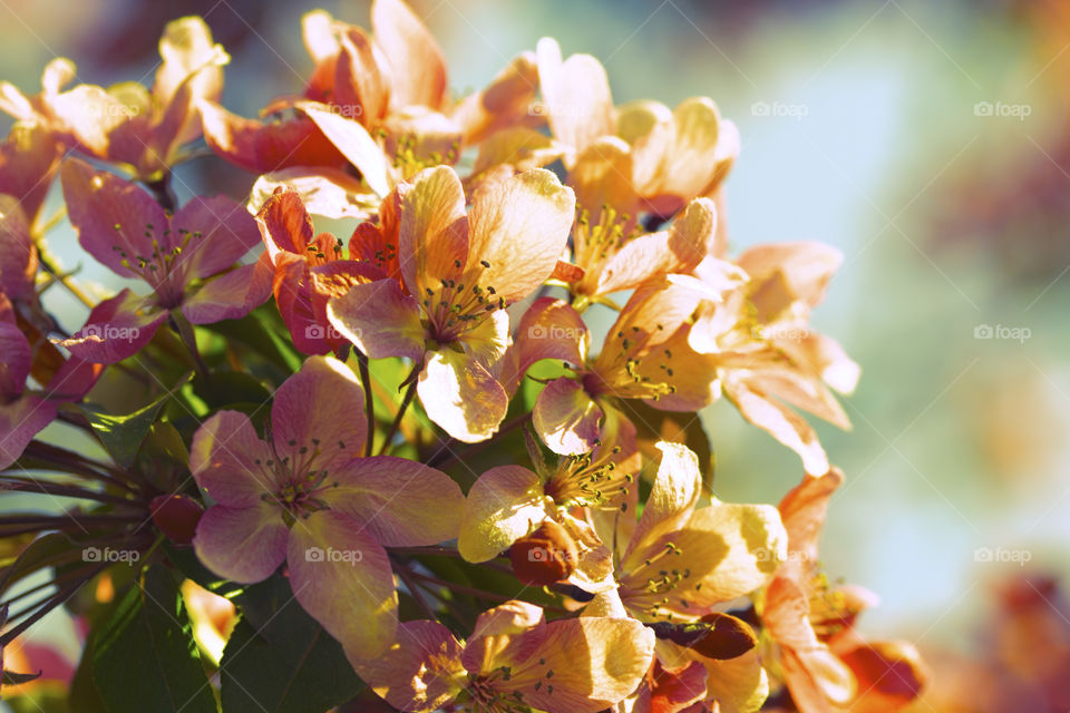 Warm colors pink spring bloom