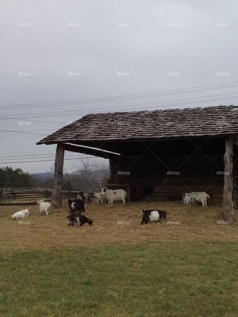 goat house