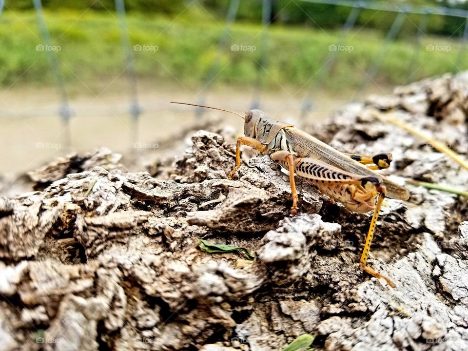 Brown Grasshopper on a Log of Firewood Outside by the fence with yellow wildflowers in the background