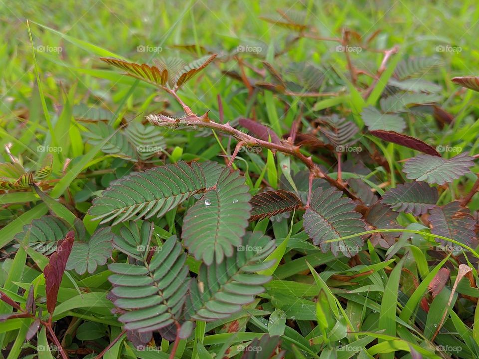 mimosa pudica with grass around