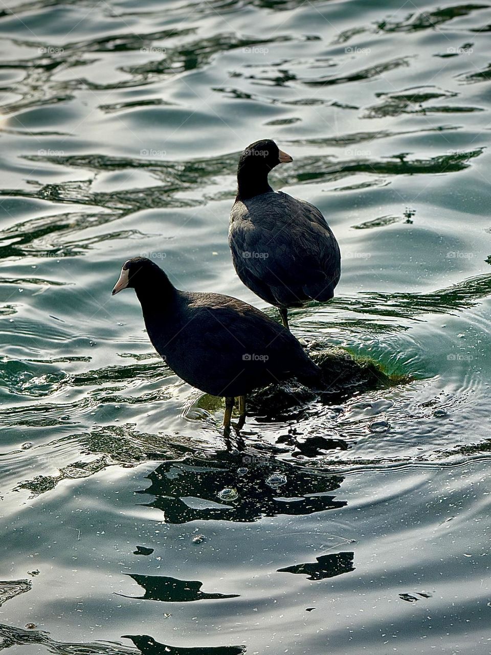 American Coot Duo
