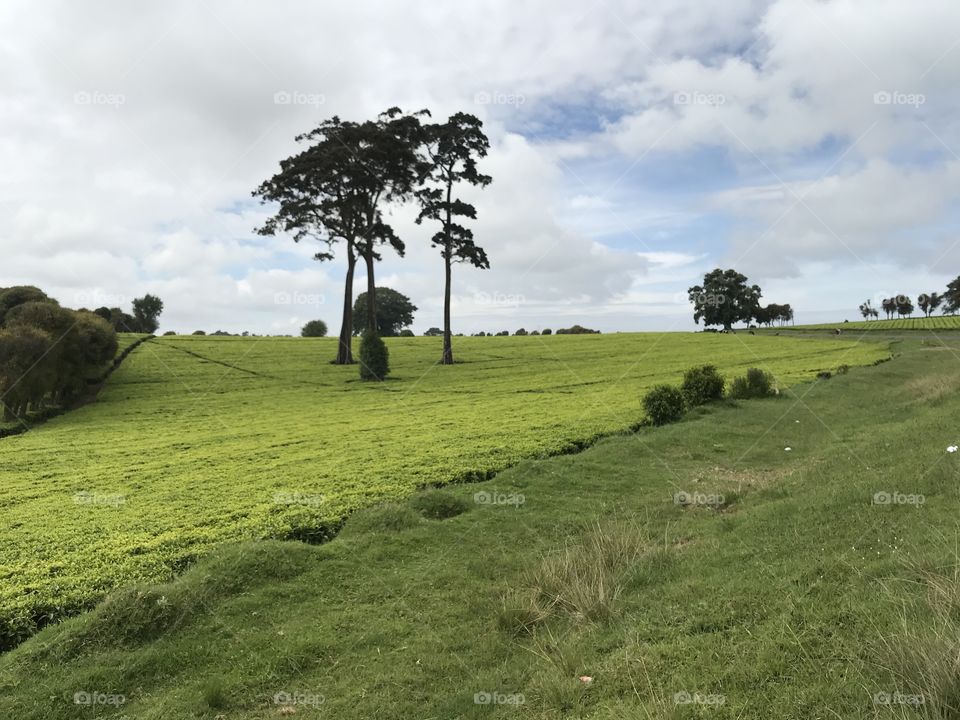 Beautiful roadside view of tea plantation in Limuru Kenya.