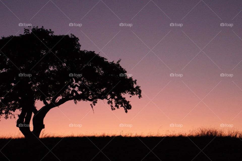 Sunset, night, tree