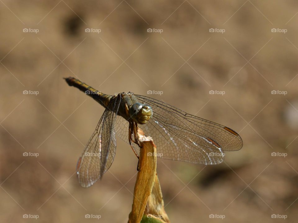 Dragonfly sitting on plant 