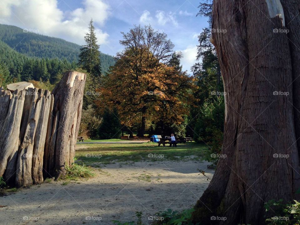 An October Walk To The Lake. Photo toward Buntzen Lake, Anmore, BC, old growth tree,