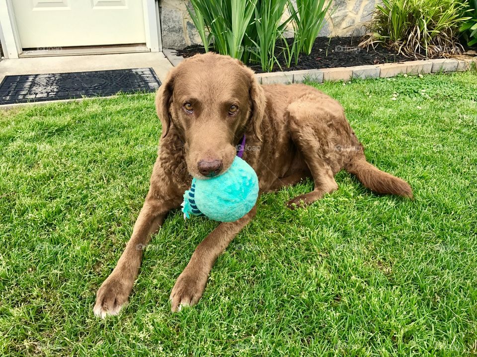 Retriever with Ball