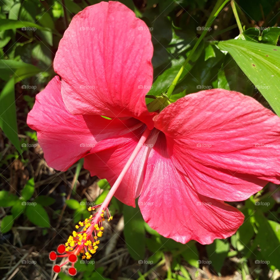 Hibiscus, beautiful bright red color.