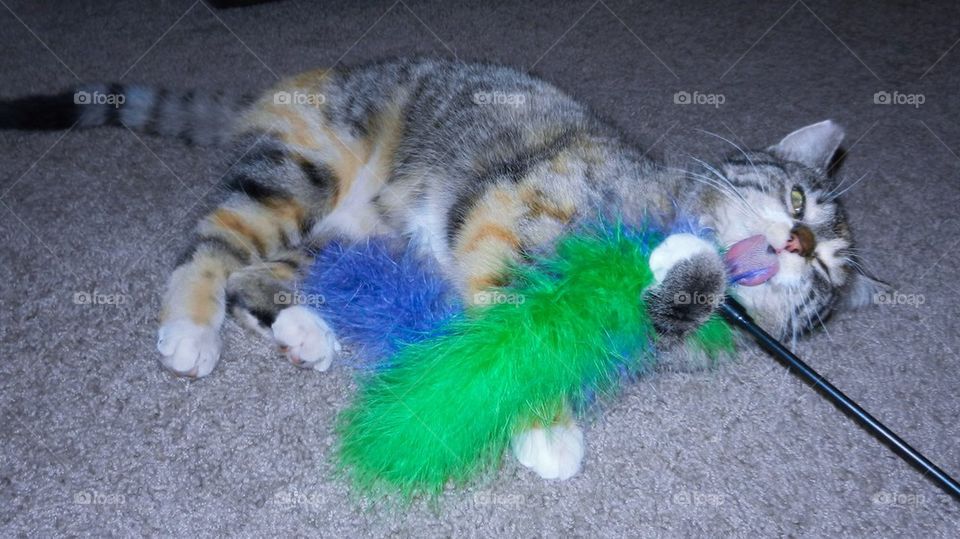 Cat with toys