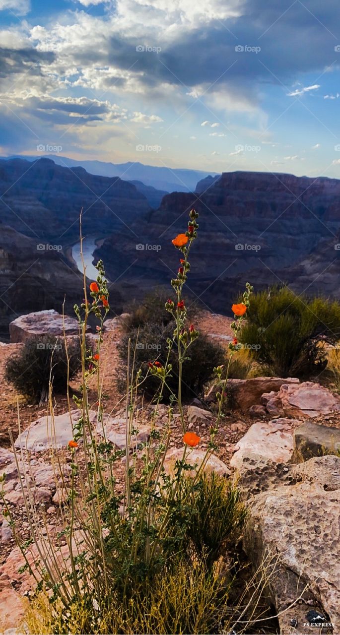 Grand Canyon West Desert Flowers 