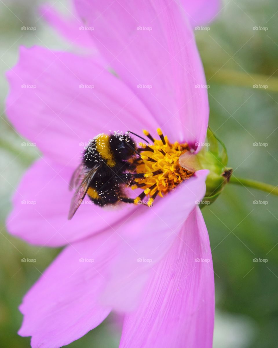 Pink and bee 🐝