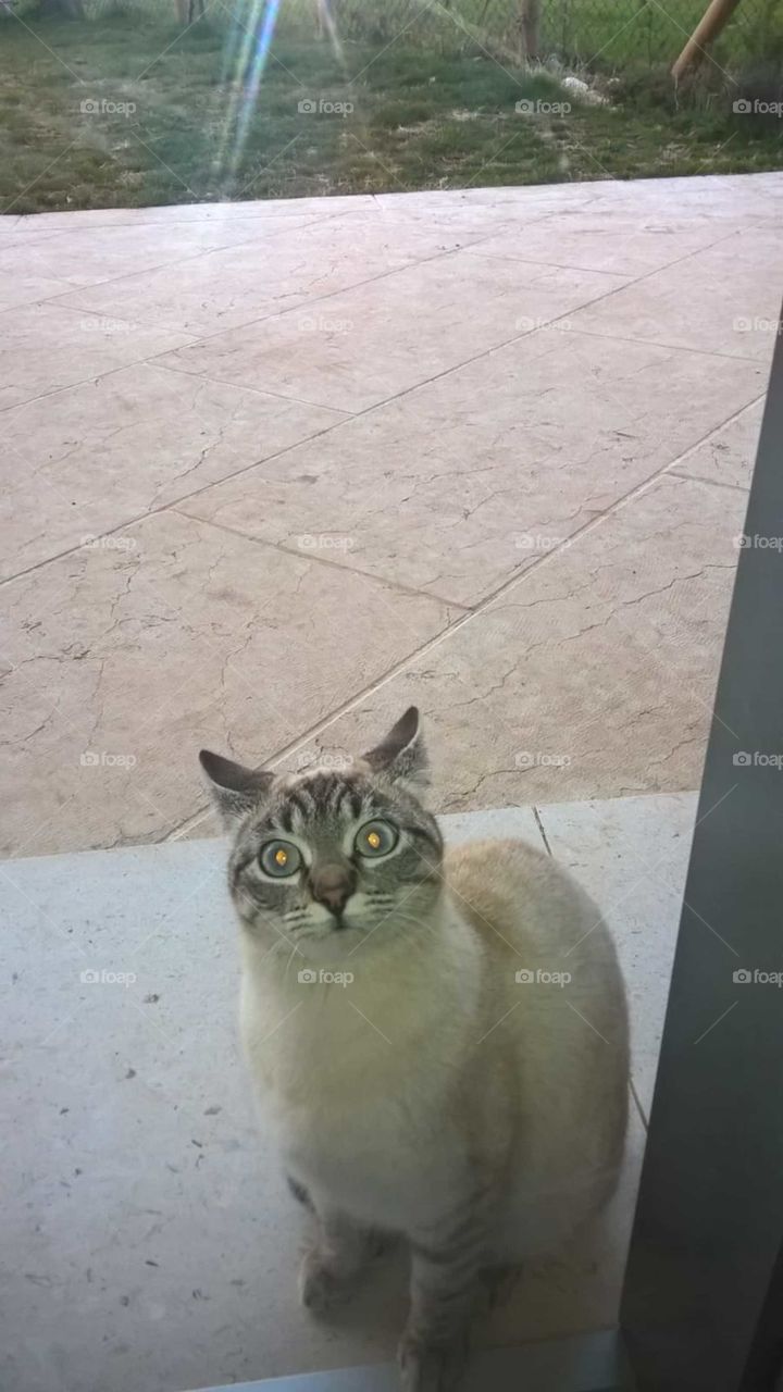 my cat waiting to enter home