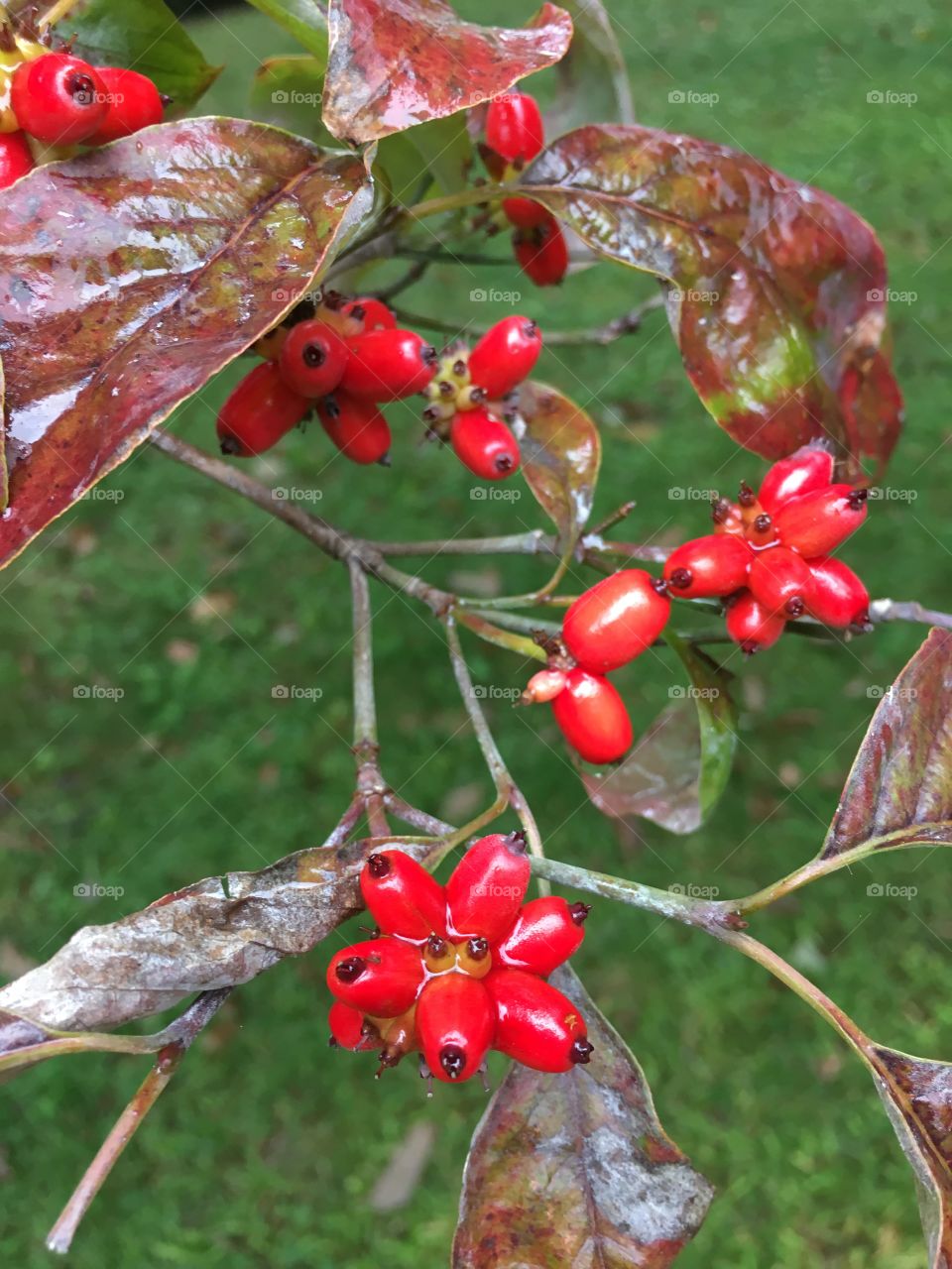 Dogwood berries in the rain