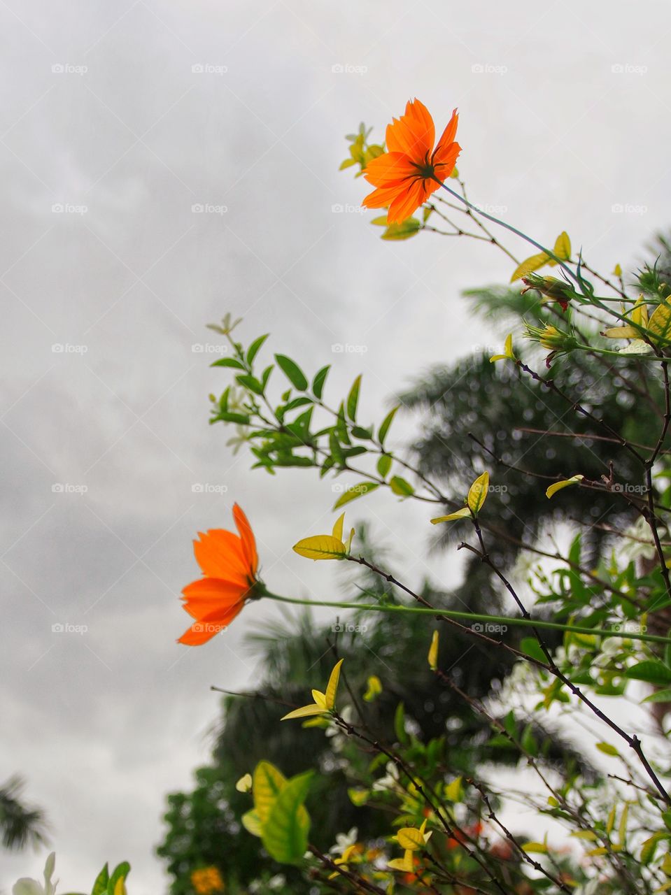 Two orange blossoms