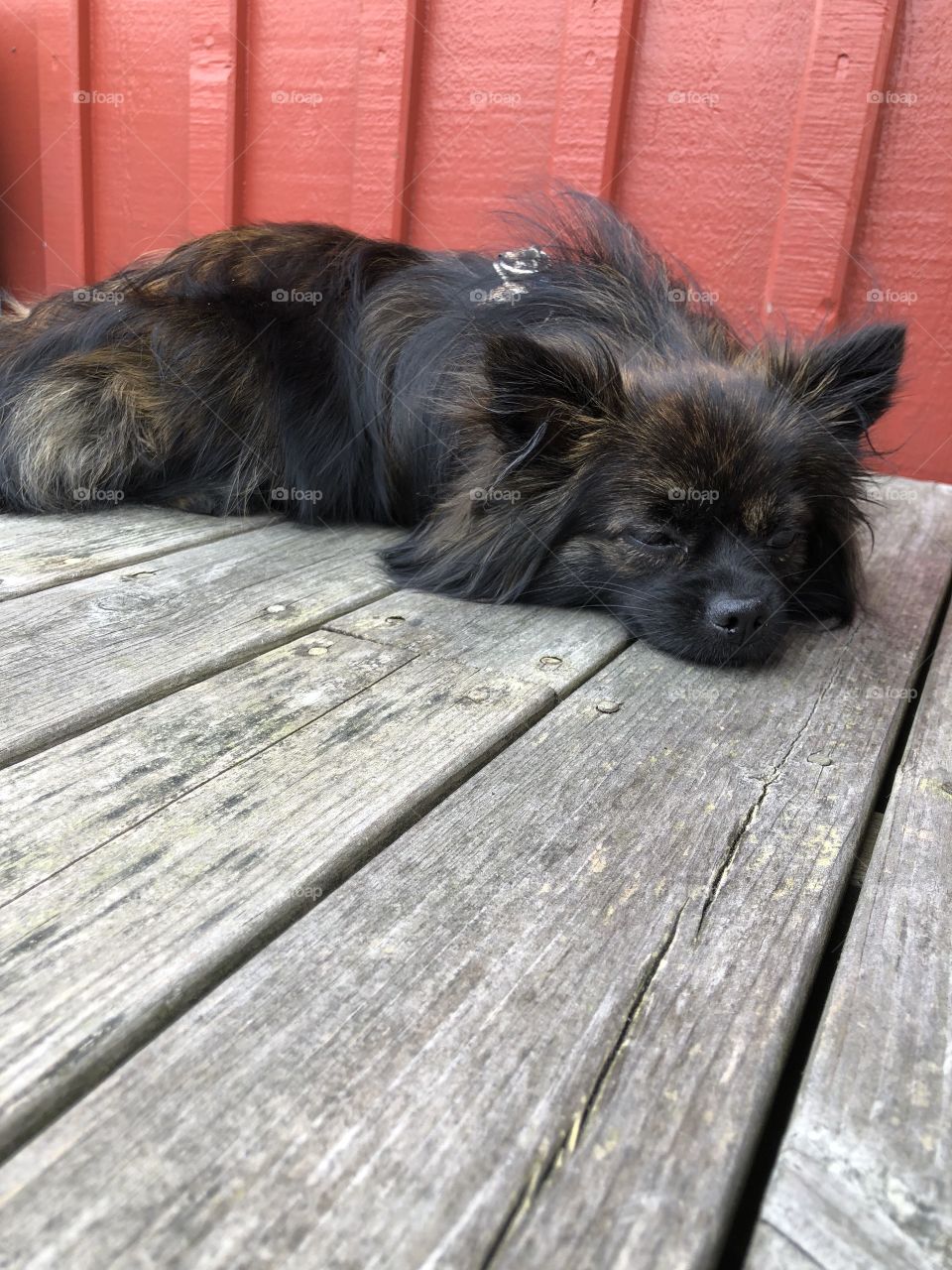 Sleeping Pomeranian puppy 