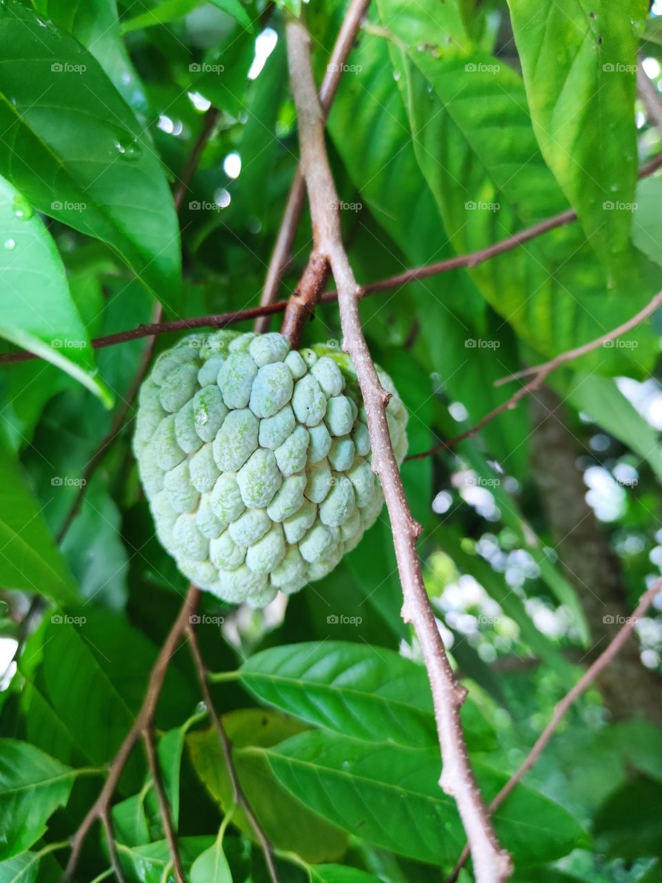 fruit