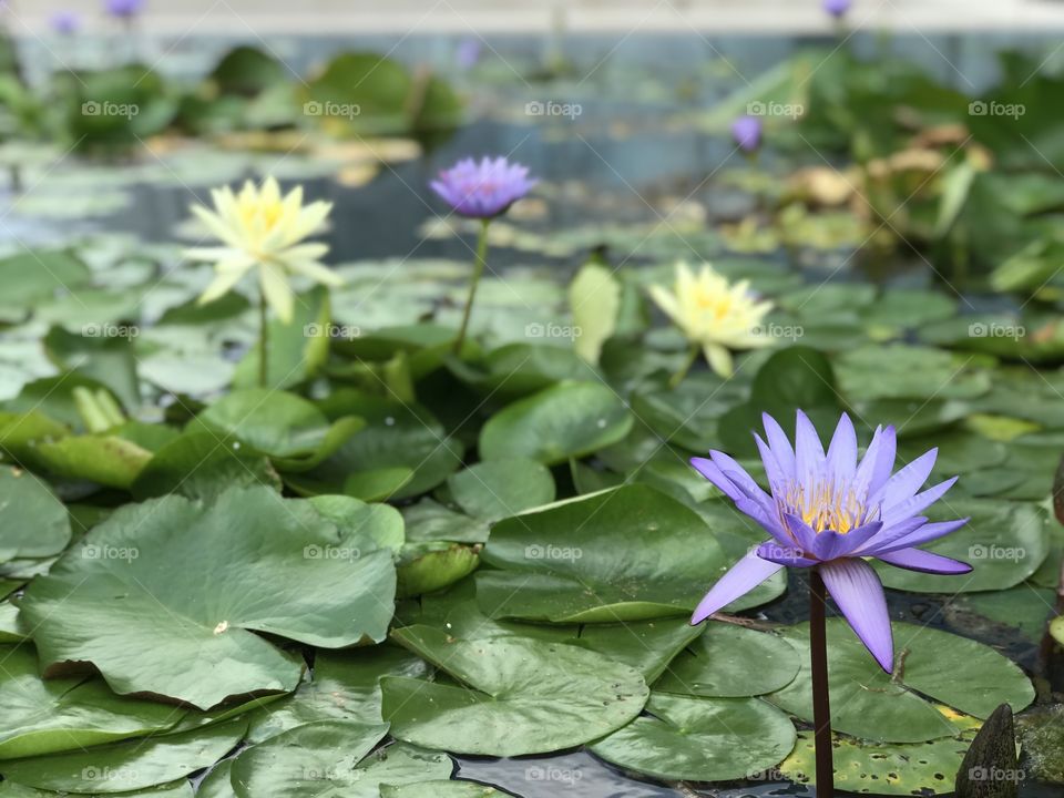 Pond of water lilies