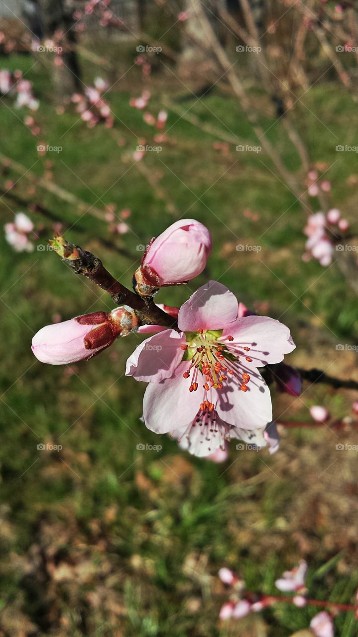 Peach Blossom