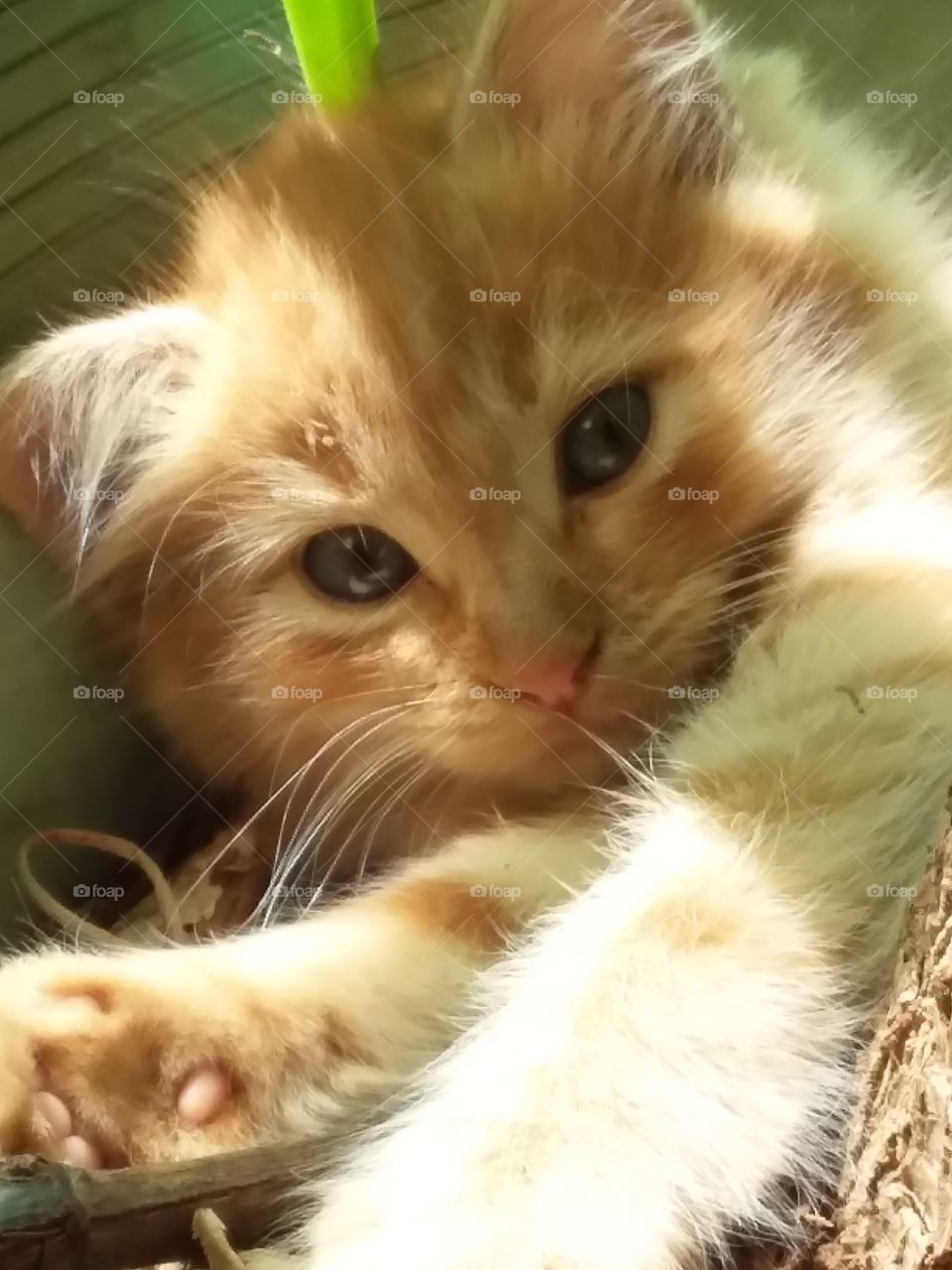 very cute kitten  enjoying relaxing