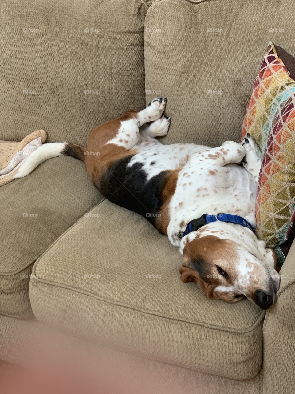 Silly beagle 