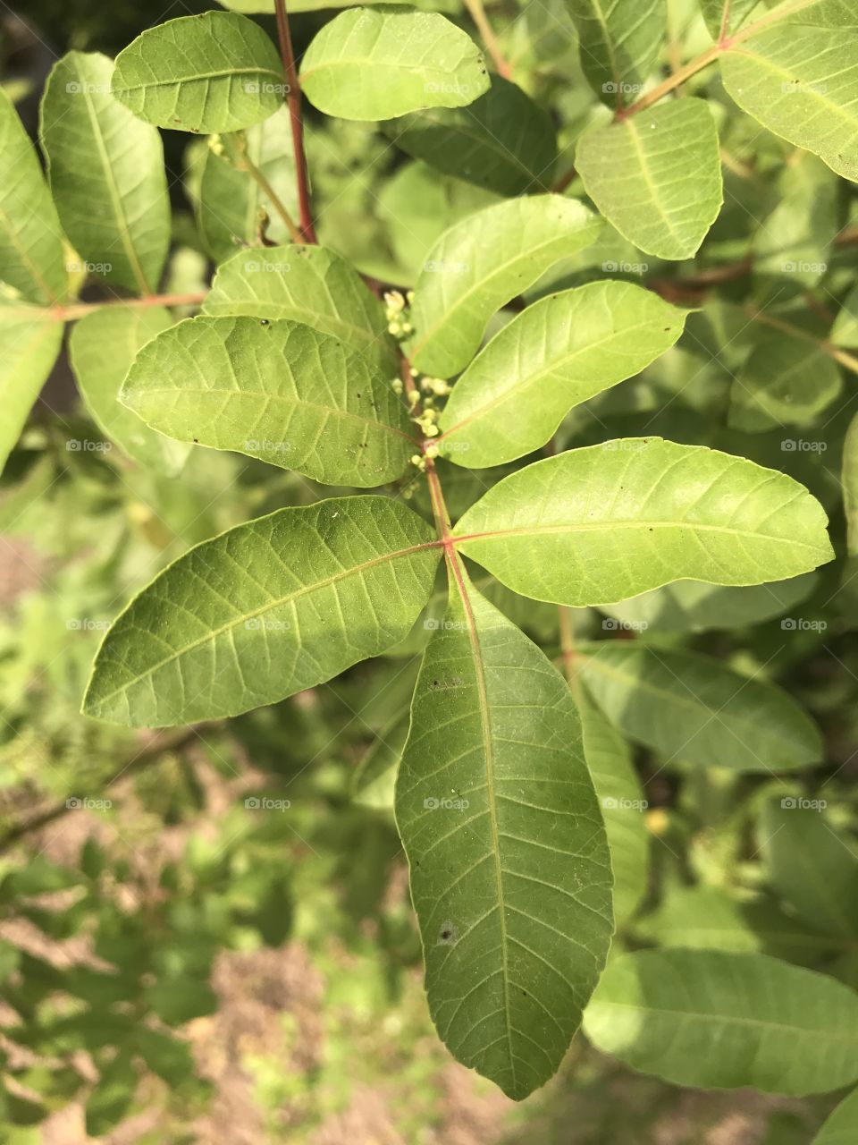 Schinus terebinthifolius. 