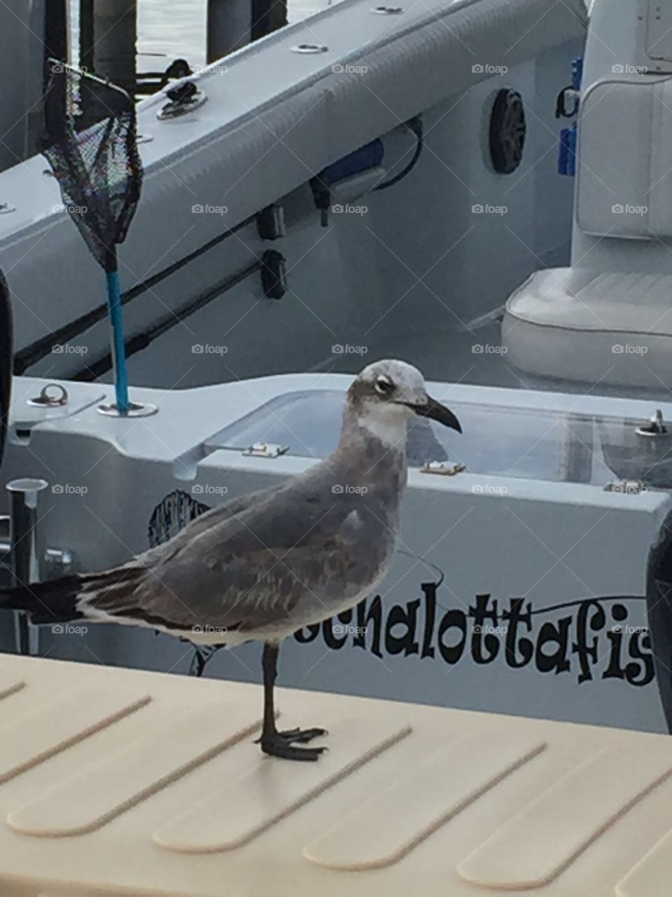 Seagull at Islamorada Florida Keys 