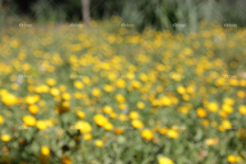 Flower, Field, Nature, Flora, Summer