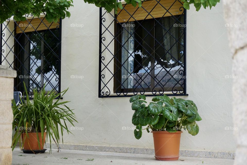 Plants#flowers#window