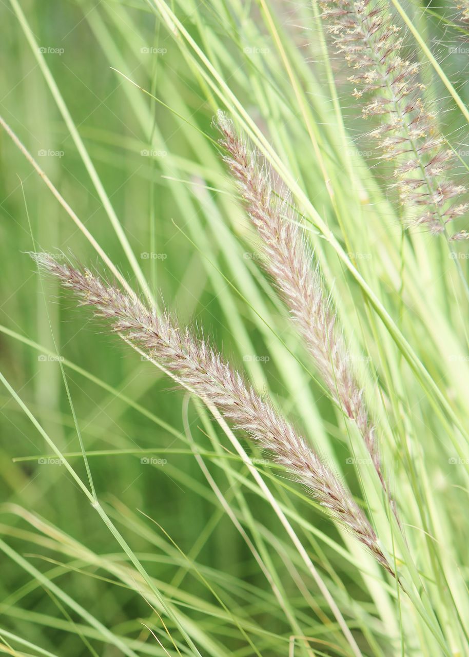 grass