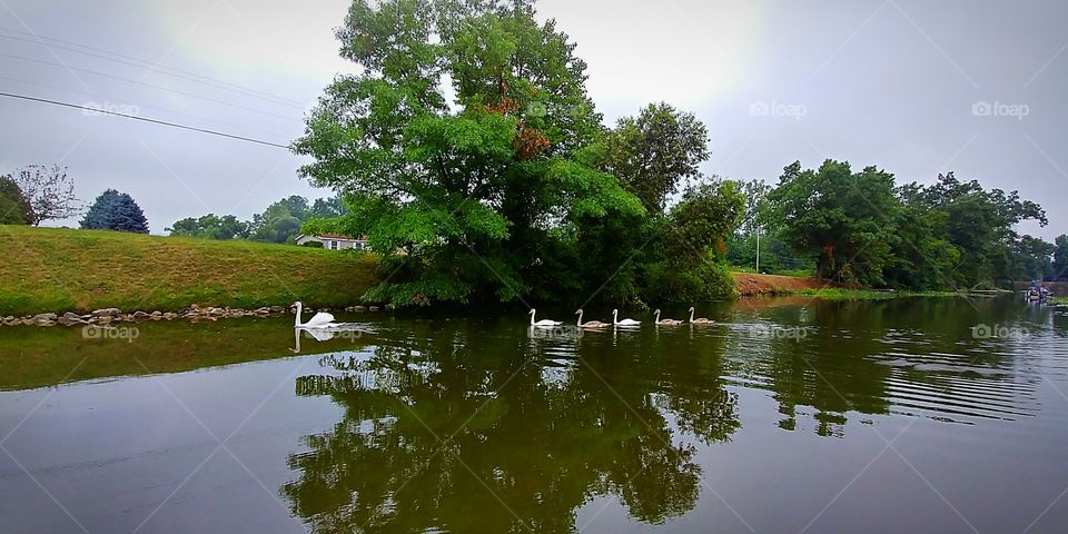 Swan family swimming in single file.