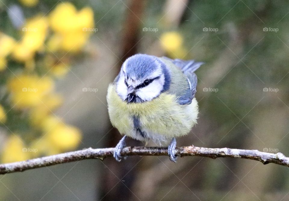 Blue Tit singin 