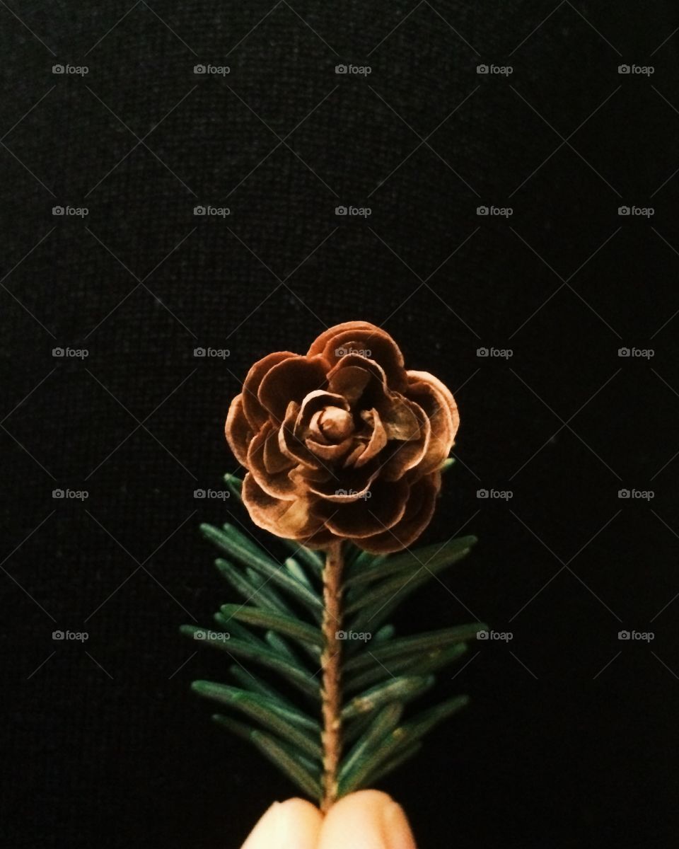 A little flower of pine 
