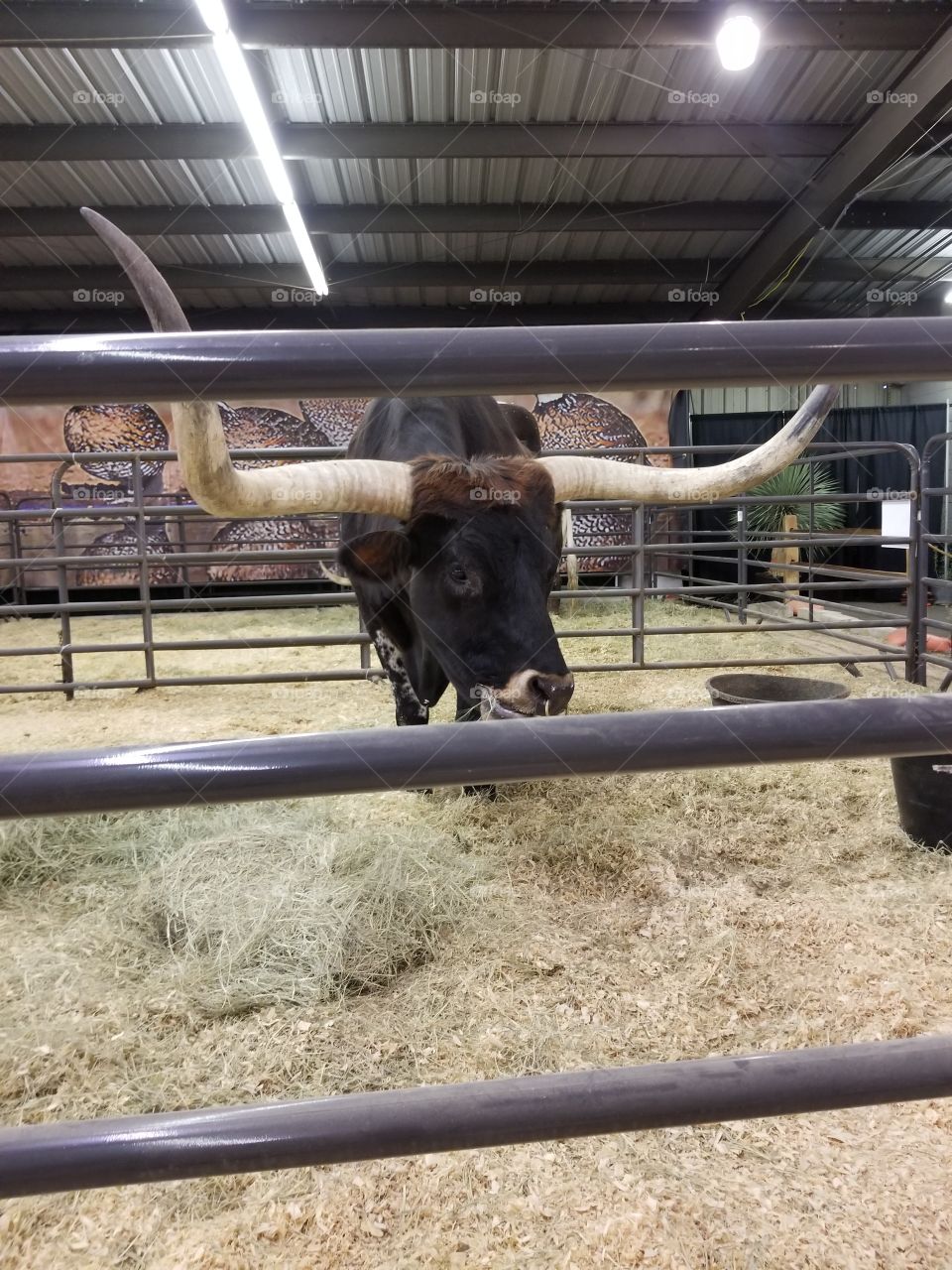 Texas longhorn steer. rodeo picture,