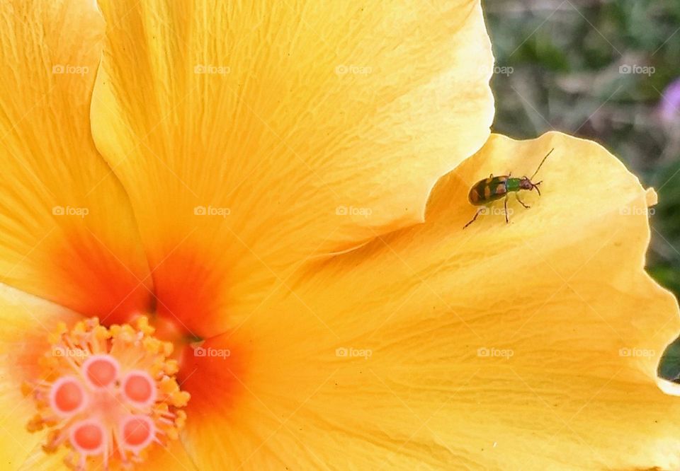 yellow hibiscus and insect