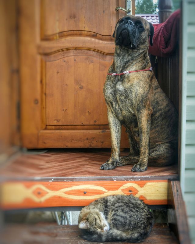 Dog, Pet, Mammal, Animal, Canine