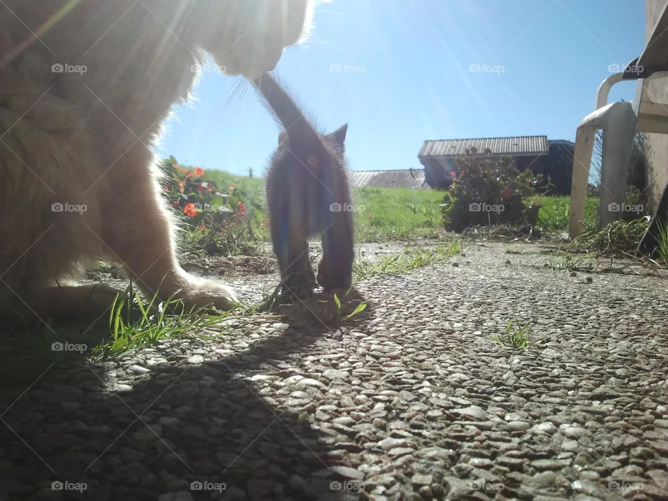 Cat
