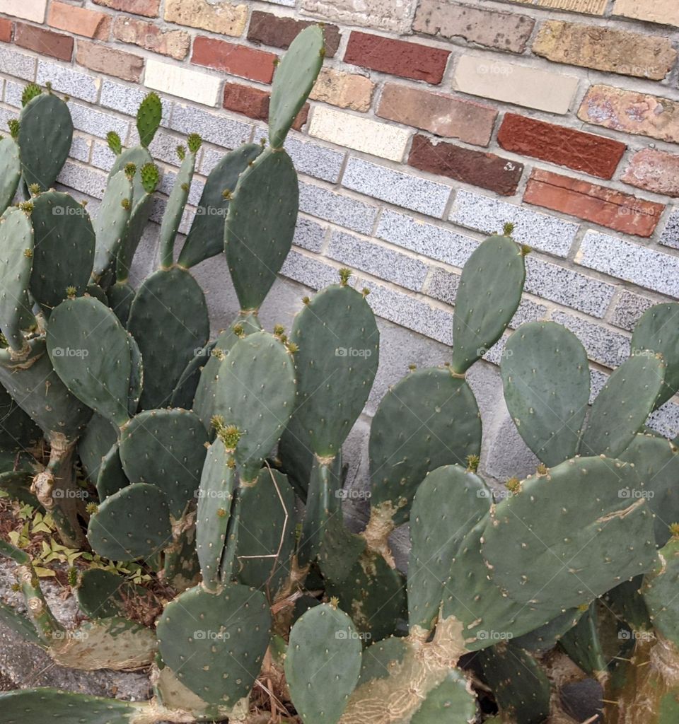 urban cactus plant prickly pear pancake cactus new Orleans plants prickly pear cactus plant