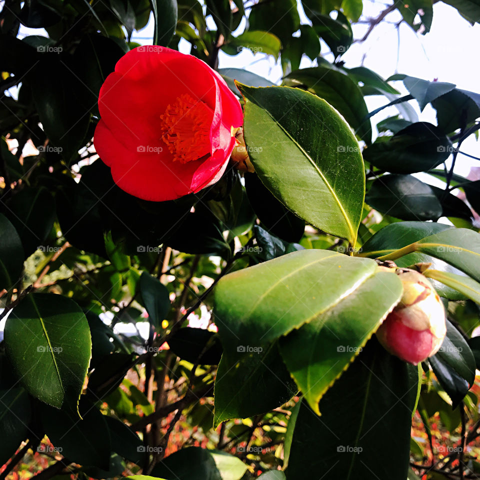 Red Camellia in Spring 