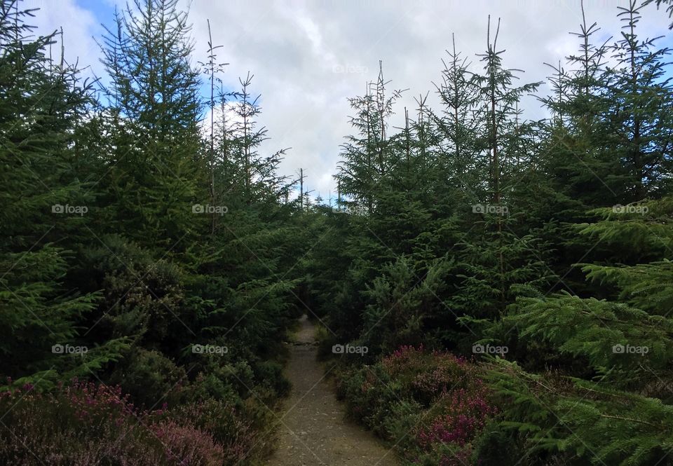 Tree, No Person, Nature, Landscape, Conifer