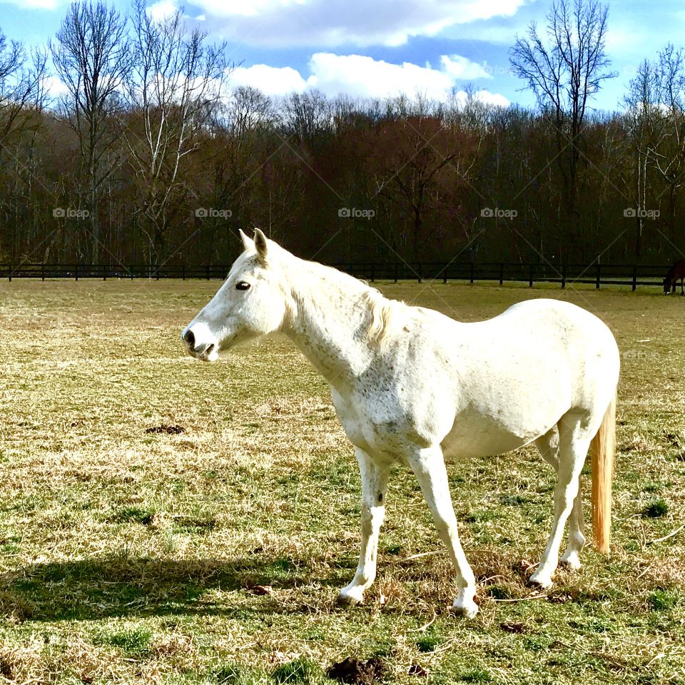 Horse & Shadow