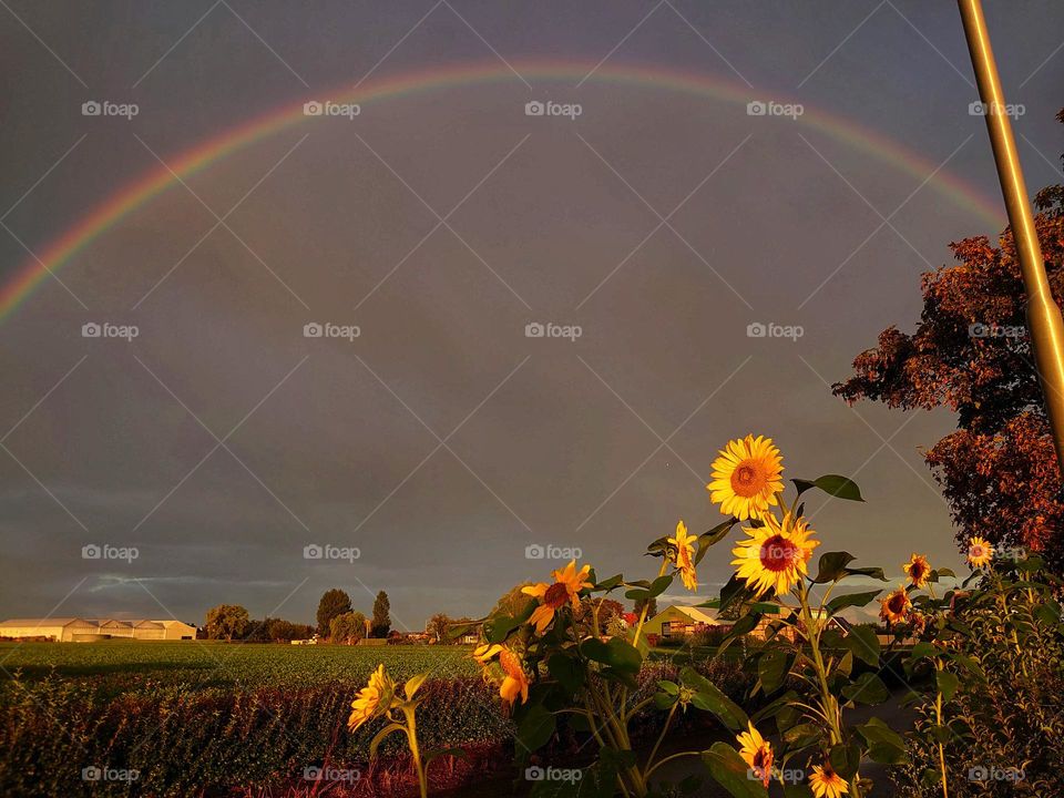 Rainbow and sunflowers