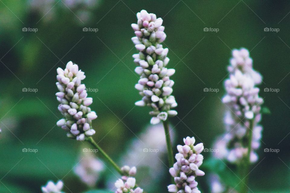 Pennsylvania Smartweed 