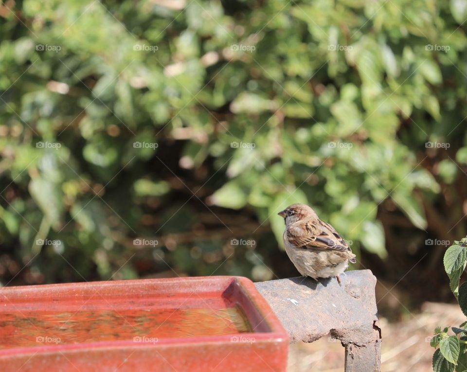 Tiny Sparrow perched beside birdbath in garden