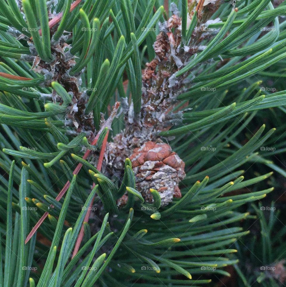 Mugo pine II