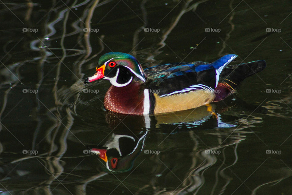 Gorgeous colorful duck