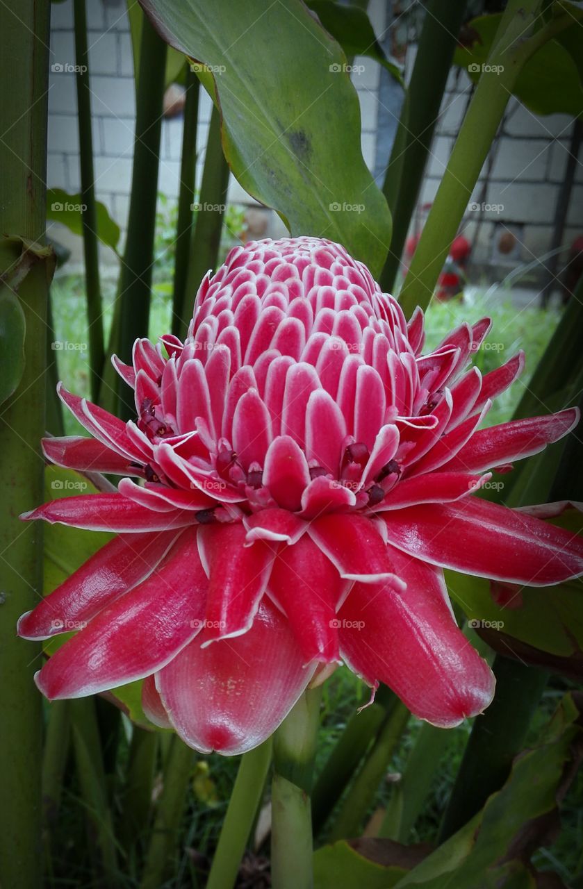 Red luscious flower. Red flower