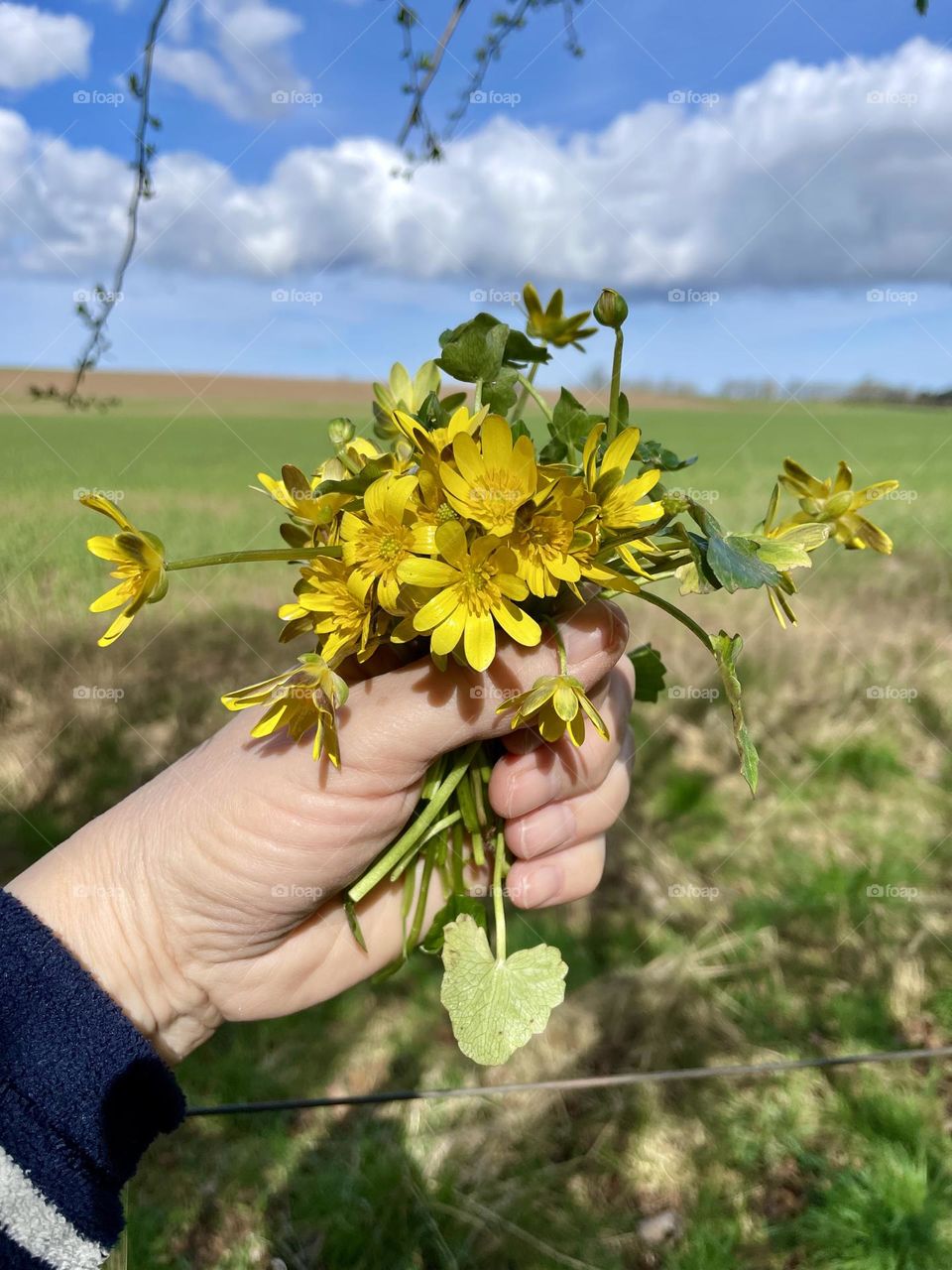 A bunch of Wild yellow Springtime Flowers 